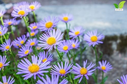 Votaniki Aster Bluebird #1 Size Bare Root Perennial Lavender Blue Flowering Plant for Garden Beds Borders Pollinator Friendly Late Season Bloom Full Sun Outdoor Planting (Pack of 5) - Image 4