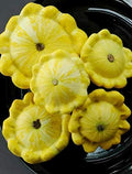 Yellow Bush Scallops 20-100 -700 Seeds Summer Squash Golden Custard Patty Pan (100) by BmoreSpicy