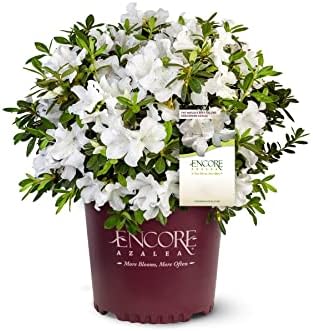 Encore Autumn Angel Azalea, Live Evergreen Flowering Shrub, 3 Gallon by BloomingBeautiful