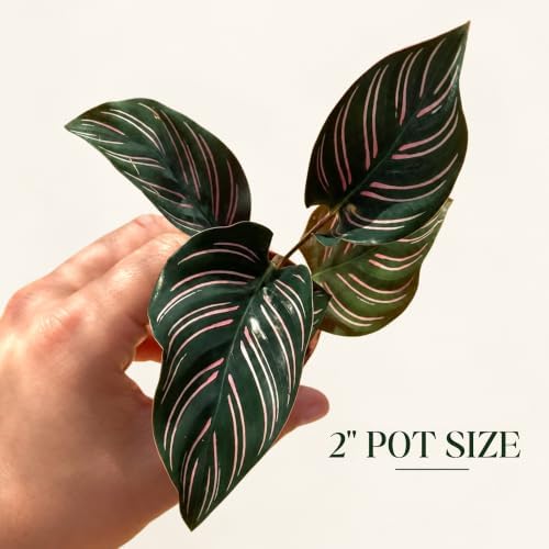 Calathea Ornata Live Plant, 2 Inch Pet Safe Indoor Houseplant - Image 2
