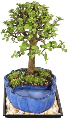 Brussel's Bonsai - Small Jade Live Bonsai Tree with Tray, Indoor Plant - Image 2