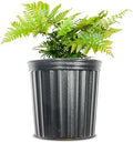 Perfect Plants Autumn Fern, 1 Gallon, Live Perennial by PerfectPlantsNursery