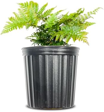Perfect Plants Autumn Fern, 1 Gallon, Live Perennial by PerfectPlantsNursery
