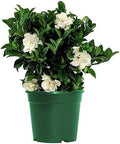 American Plant Exchange Gardenia Bush ‘Mini Veitchii’ – Live 6-Inch Indoor Flowering Plant, Fragrant Houseplant for Home or Office, for Mother's Day & Year-Round Décor by AmericanPlantExchange