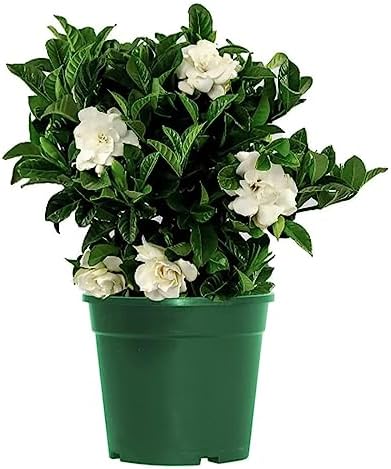 American Plant Exchange Gardenia Bush ‘Mini Veitchii’ – Live 6-Inch Indoor Flowering Plant, Fragrant Houseplant for Home or Office, for Mother's Day & Year-Round Décor by AmericanPlantExchange