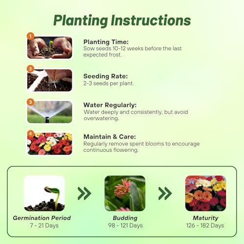 Outsidepride Revolution Select Mix Gerbera Seeds - 10 Pcs Perennial, Compact & Low Maintenance, Flower Seeds for Planting w/Vibrant Blooms, Ideal for Garden Landscaping & Cut Flower Arrangements - Image 4