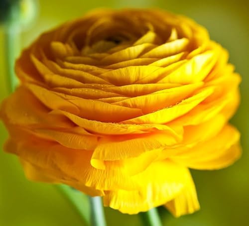 Yellow Peony Ranunculus Bulbs- Persian Buttercup -10 Corms Bulbs Perennia - Image 3
