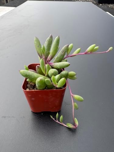 Live Succulent Ruby Necklace, Othonna capensis L.H.Bailey Plant in 2" Pot - Image 2