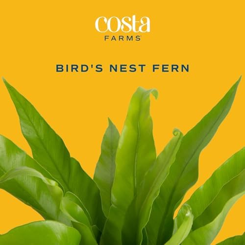 Costa Farms Bird's Nest Fern, Live Indoor Plant, Easy Care, Home Decor - Image 3