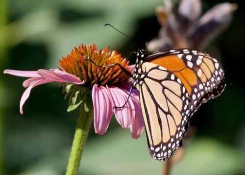 6 Purple Coneflower (Echinacea purpurea) Outdoor Native Plant Plugs in Individual pots, Direct from Grower, no neonicotinoids, Supports pollinators - Image 6