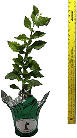 Sapphire Showers Sky Flower - Duranta repens - Live Plant - Pigeon Berry Golden Dew Drop - Purple Flower - Emerald Goddess Gardens - Starter Sz 4 Inch Pot - Image 4