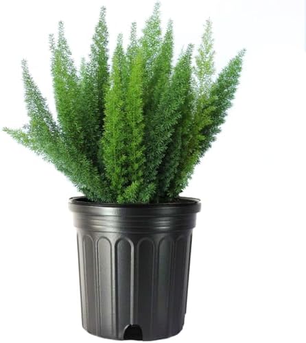 American Plant Exchange Live Foxtail Fern Plant, Plant Pot for Home and Garden Decor, 10" Pot by AmericanPlantExchange