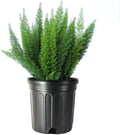 American Plant Exchange Live Foxtail Fern Plant, Plant Pot for Home and Garden Decor, 10" Pot by AmericanPlantExchange