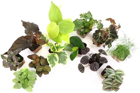 Altman Plants Live Houseplants (12PK), Indoor Plants for Delivery Prime, Live Plants and Gardening Gifts for Plant Lovers, Planters for Indoor Plants with Potting Soil, Live House Plants Indoors Live - Image 5