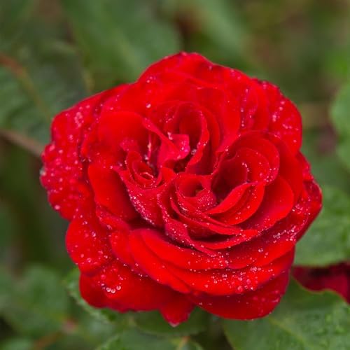 Heirloom Floribunda Roses, Live Own Root Plant, Oh My!™ by HeirloomRoses