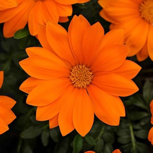 Mountain Valley Seed Co New Day Series Gazania Clear Orange 25 Coated Seeds by MountainValleySeedCompany
