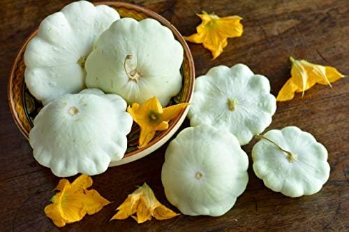 Seeds Vegetable White Patty Pan Squash Scallop Zucchini - 30 Seeds - Image 5