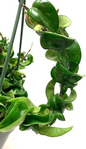 Hoya Compacta aka Hindu Rope Available in 2", 4", and 6" Pot Live Plant Air-Purifying (4" Pot with 2 Plants, Very Short Right Now) - Image 5
