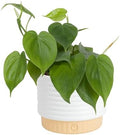 Costa Farms Philodendron, Live Indoor Plant, Tropical Houseplant by Unknown