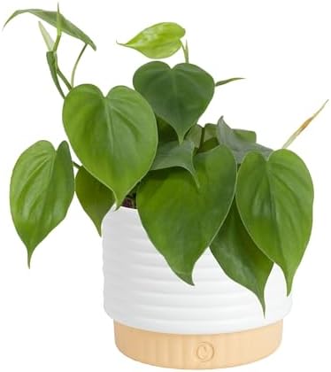 Costa Farms Philodendron, Live Indoor Plant, Tropical Houseplant by Unknown