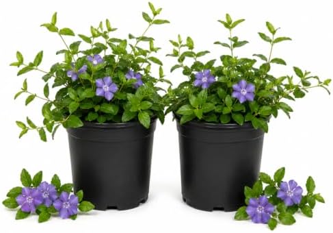 12 Vinca Minor Live Vines Rooted, Periwinkle Ground Cover Plant by AKTRD