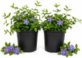 12 Vinca Minor Live Vines Rooted, Periwinkle Ground Cover Plant by AKTRD
