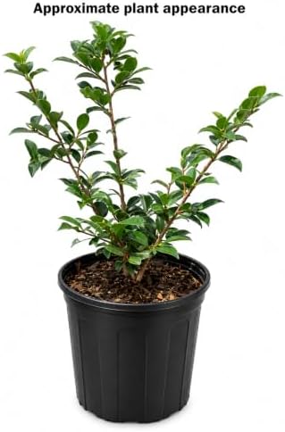 Shishi Gashira Camellia Shrub - 10-18" Tall Live Plant - Gallon Pot - Image 2