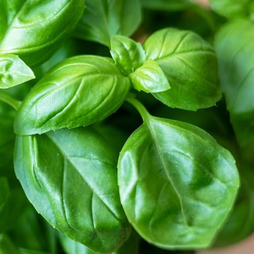 Seed Needs Genovese Sweet Basil Seeds to Plant an Herb Garden - 1 Pack - Image 7