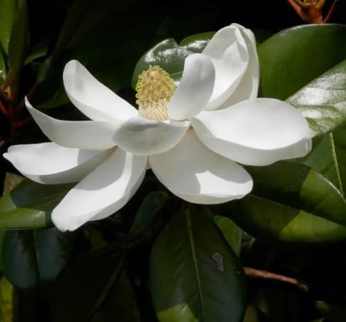 15PCS White Southern Magnolia Flower Seeds Ornamental Landscape Tree Seeds - Image 4