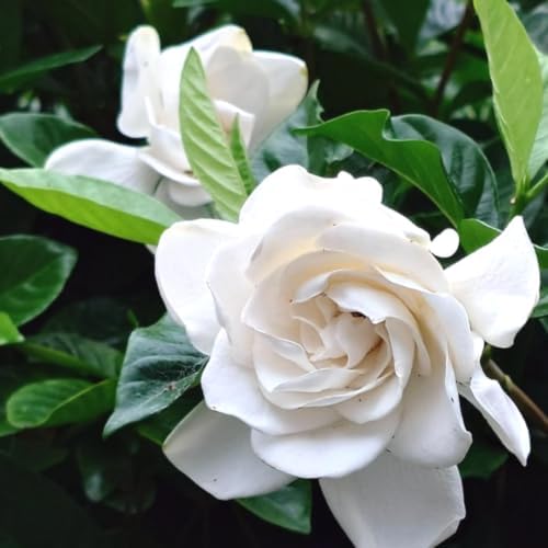 2 Frostproof Jasmine Live Plants, Fragrant Flowering Shrubs, 4-6" Tall - Image 6