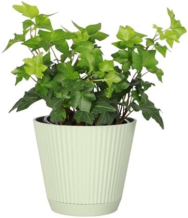 Live Hahn's Green Ivy Plant, Vining Indoor Plant, 4" Pot by ThorsensGreenhouse