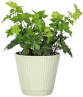 Live Hahn's Green Ivy Plant, Vining Indoor Plant, 4" Pot by ThorsensGreenhouse