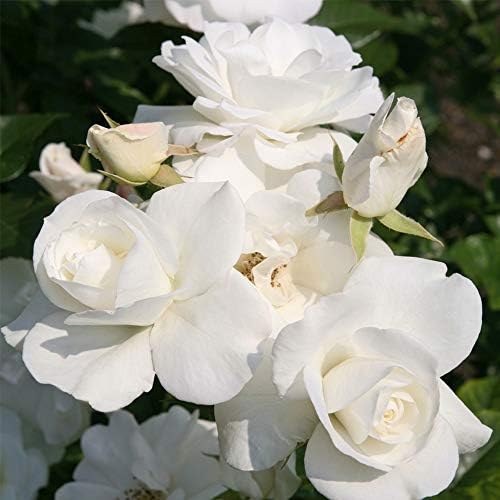 Heirloom Shrub Roses, Live Own Root Plant, Iceberg® - Image 2