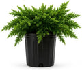 Blue Pacific Shore Juniper | 2 Extra Large Trade 3 Gallon Plants | Juniperus Conferta | Evergreen Ground Cover, Hardy Coastal Landscaping, Low Maintenance Shrub, Drought Tolerant, Spreading Growth by FloridaFoliage