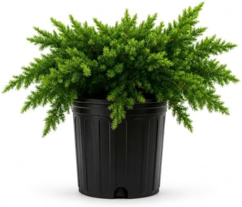 Blue Pacific Shore Juniper | 2 Extra Large Trade 3 Gallon Plants | Juniperus Conferta | Evergreen Ground Cover, Hardy Coastal Landscaping, Low Maintenance Shrub, Drought Tolerant, Spreading Growth by FloridaFoliage