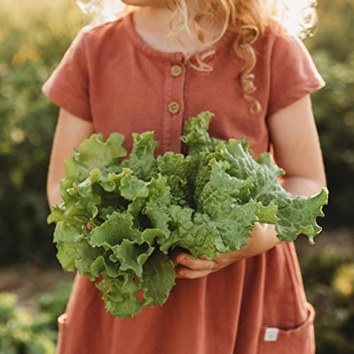 Grand Rapids Lettuce - 250 Lettuce Seeds for Planting, Thresh Seed Co. - Image 2