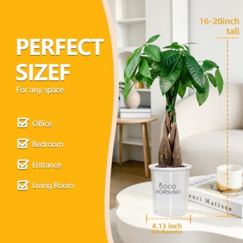 Money Tree Live Indoor Plant, Air Purifying, Easy Low Light - Image 5
