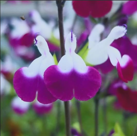 Amethyst Lips Salvia – Live Flowering Plant in 3 Inch Pot – Hummingbird Magnet - Image 6