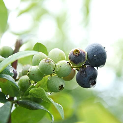 Perfect Plants Climax Rabbiteye Blueberry Bush, 1 Gallon - Image 4