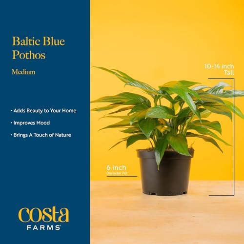 Costa Farms Baltic Blue Pothos, Live Indoor Plant, Trailing Vine - Image 4
