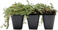 3 Woolly Thyme – Low-Growing Fragrant Fuzzy Evergreen Groundcover for Rock Gardens, Containers & Pathways (Thymus pseudolanuginosus) in 2.5″ Cubes, Live Plants by CitronellaKing