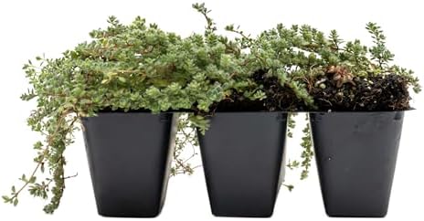 3 Woolly Thyme – Low-Growing Fragrant Fuzzy Evergreen Groundcover for Rock Gardens, Containers & Pathways (Thymus pseudolanuginosus) in 2.5″ Cubes, Live Plants by CitronellaKing