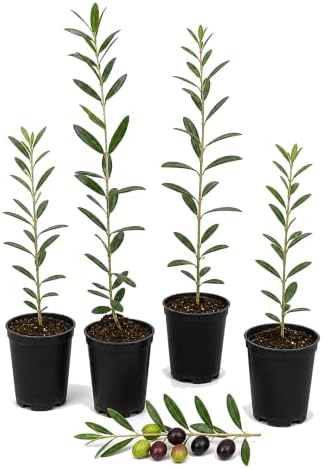 ragnaroc Arbequina Olive Tree Live Plant, 2-Inch Plug, 10+ Inches Tall, 4ct by ragnaroc