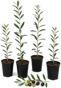 ragnaroc Arbequina Olive Tree Live Plant, 2-Inch Plug, 10+ Inches Tall, 4ct by ragnaroc