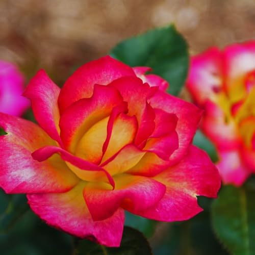 Double Delight Climbing Roses Live Plant, Rose Bush Plant, 5-7 Inch Tall by PlantsSeedsBulbs
