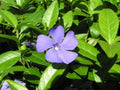 8 Vinca Plants Periwinkle/Vinca - Hardy Groundcover 8 Plants in 4 inch Pots by DaylilyNursery