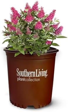Perfect Plants Li'l Raspberry Butterfly Bush, 1 Gallon, Live Plant by PerfectPlantsNursery
