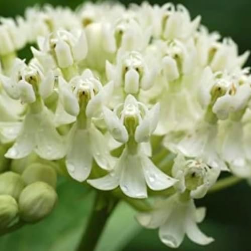 White Milkweed Live Plants - Pack of 2 - Butterfly Milkweed Plants - Monarch Butterfly Attractant - Perennial Blooms - Ideal for Gardens and Pollinator Habitats - Asclepias incarnata - Image 2