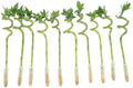 Costa Farms Lucky Bamboo, Live Indoor Plant, Easy Care, Home Decor by Unknown