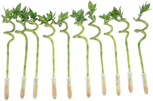 Costa Farms Lucky Bamboo, Live Indoor Plant, Easy Care, Home Decor by Unknown